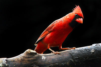 Close-up of bird perching on black background