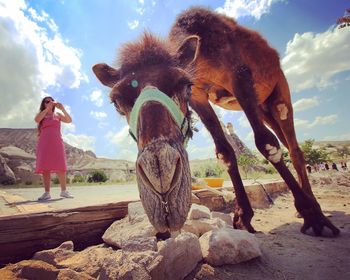 Low angle view of woman photographing camel