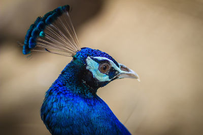 Close-up of peacock