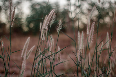 Close-up of reed grass growing in field