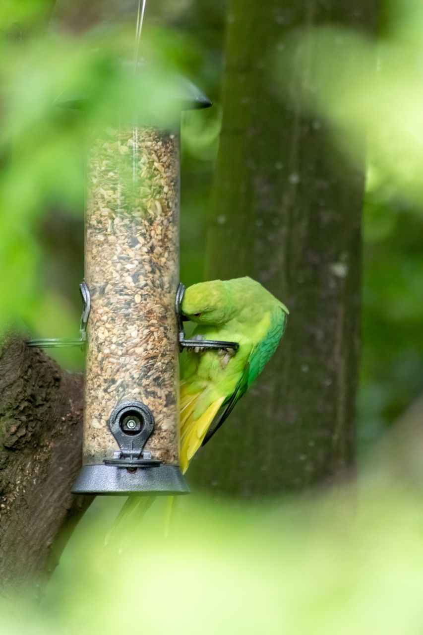 CLOSE-UP OF BIRD PERCHING ON A METAL