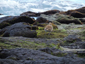 Close-up of duck on rock by lake