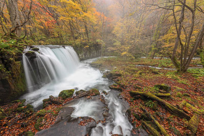 Waterfall in forest