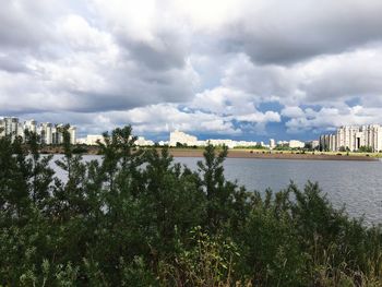 Trees and buildings in city against sky