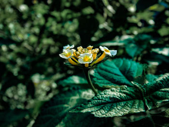 Close-up of yellow flowering plant