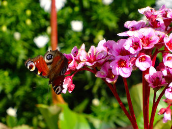 Close-up of butterfly pollinating on pink flowers