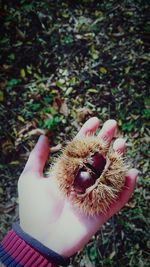 Close-up of hand holding apple