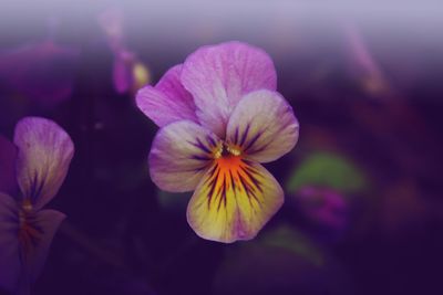 Close-up of purple flowers blooming outdoors