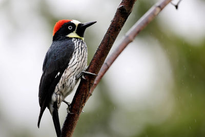 Close-up of bird perching outdoors