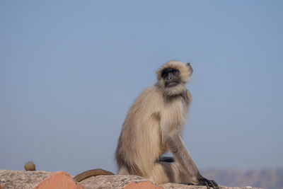 Low angle view of monkey sitting on rock against sky