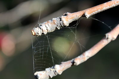 Close-up of spider on web