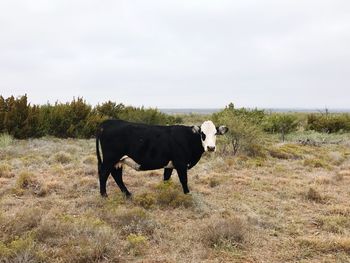 Cows on field against sky