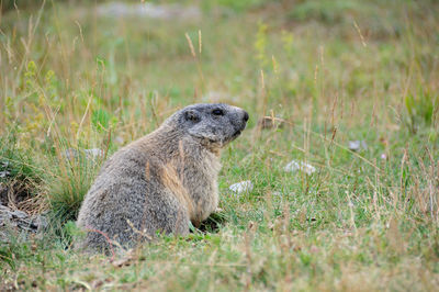 Side view of an animal on field