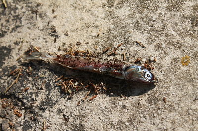 Close-up of an animal