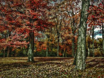 Trees in autumn