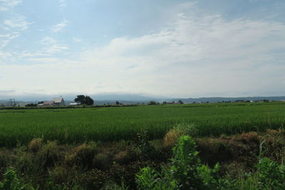 Scenic view of field against sky