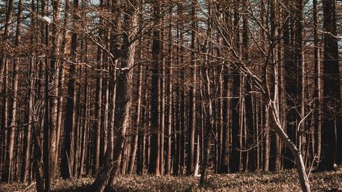 Bare trees in forest