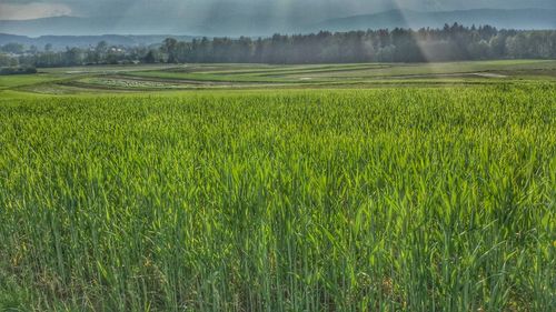 Scenic view of agricultural field