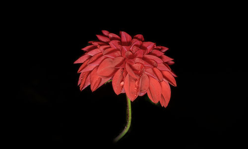 Close-up of red flower blooming against black background