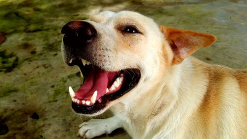 Close-up of dog looking away