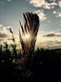 Close-up of plant against sky at sunset
