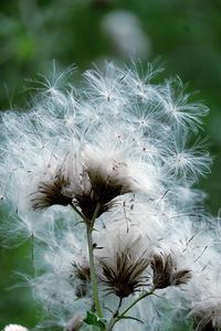 Close-up of dandelion