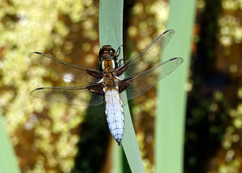 Close-up of dragonfly on plant