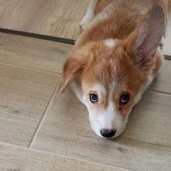 Portrait of dog lying on floor at home