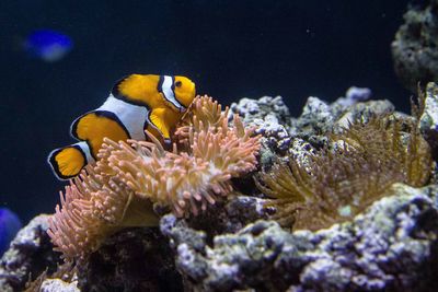 View of fishes swimming in sea