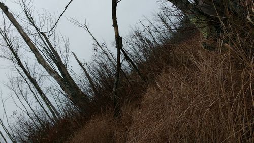 Trees growing against sky