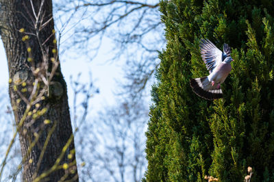 Bird flying in the forest