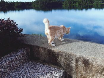 Cat standing on rock by lake