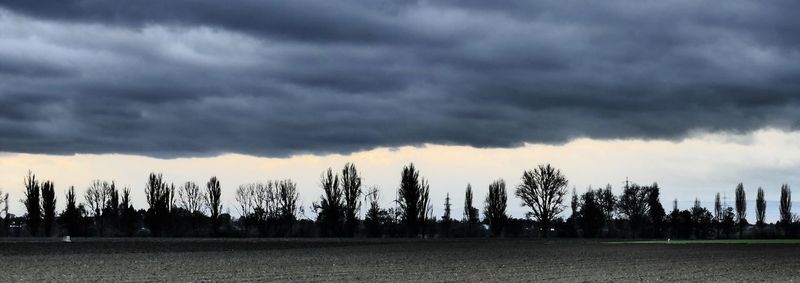 Panoramic shot of trees on field against dramatic sky