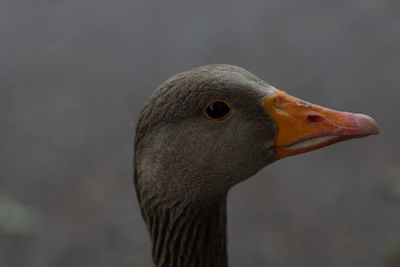 Close-up of a bird