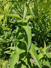 Close-up of ivy growing on plant