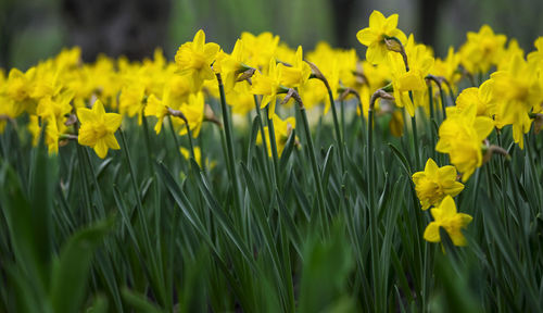 Blooming yellow daffodils on a flower bed, floral background with partial blur, selective focus