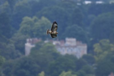 Bird flying in a building