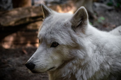 Close-up of a dog looking away