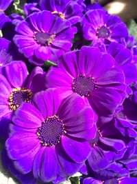 Close-up of flowers