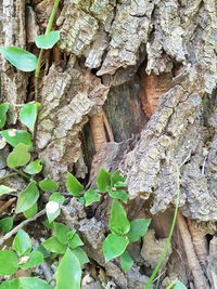 Close-up of tree trunk