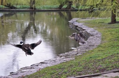 Birds flying over lake