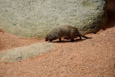 High angle view of animal on land