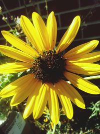 Close-up of yellow flower