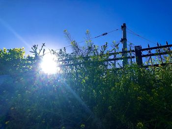 Low angle view of sunlight streaming through tree