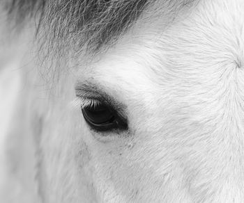 Close-up of eye