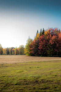 Trees on field against clear sky