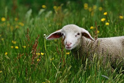 Sheep in a field