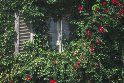 Red flowering plants and trees by building