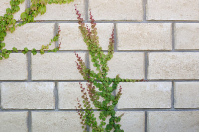 Fresh spring green leaves plant over brick wall background