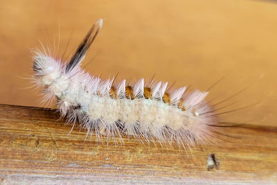 Caterpillar